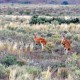 Känguruhs im Outback