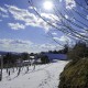 Winterlicher Weingarten