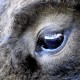...und sein Auge